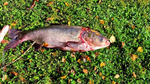 Hypophthalmichthys molitrix or Silver carp fish on grass showing silver scales and natural surroundings photo