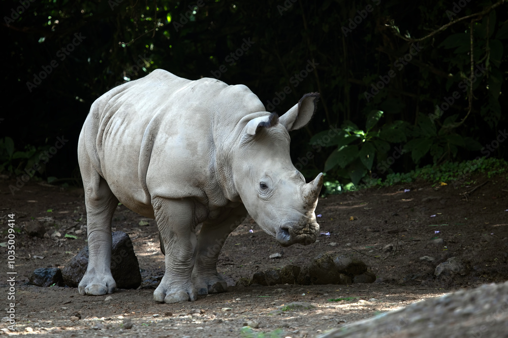 The white rhinoceros, white rhino or square-lipped rhinoceros (Ceratotherium simum) closeup from side view The white rhinoceros, white rhino or square-lipped rhinoceros (Ceratotherium simum) closeup from side view