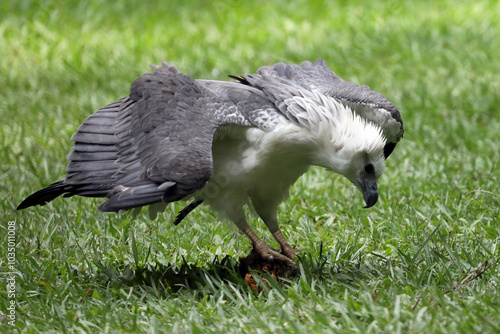 The white-bellied sea eagle Haliaeetus leucogaste catches its prey in the green grass photo