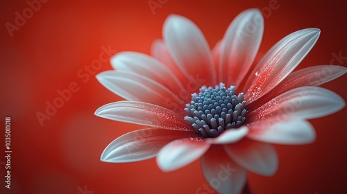 A close-up of a delicate flower with vibrant colors.