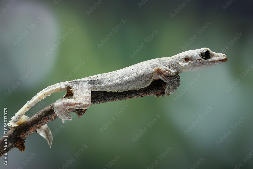 Flying gecko on wood, flying gecko camouflage on wood with isolated background Flying gecko on wood, flying gecko camouflage on wood with isolated background