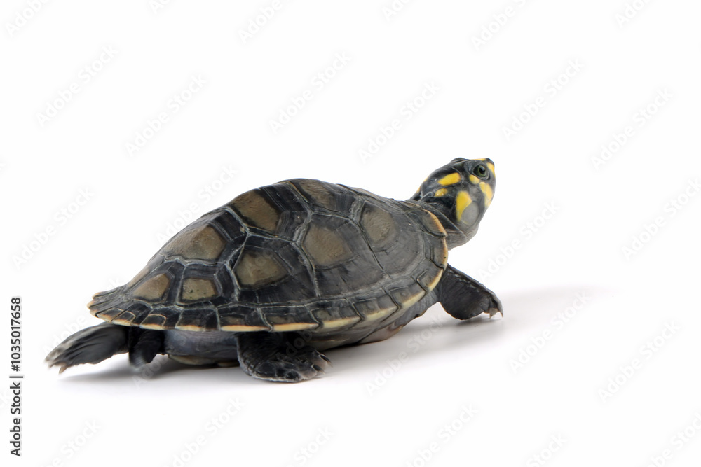 Fototapeta premium Clown turtle 