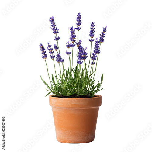 A single lavender plant in a small brown pot, minimal botanical style, isolated on white background