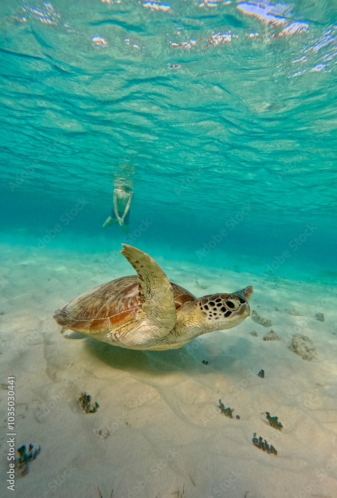 Just a boy chasing a turtle, Gili Air, Lombok, Indonesia Just a boy chasing a turtle, Gili Air, Lombok, Indonesia