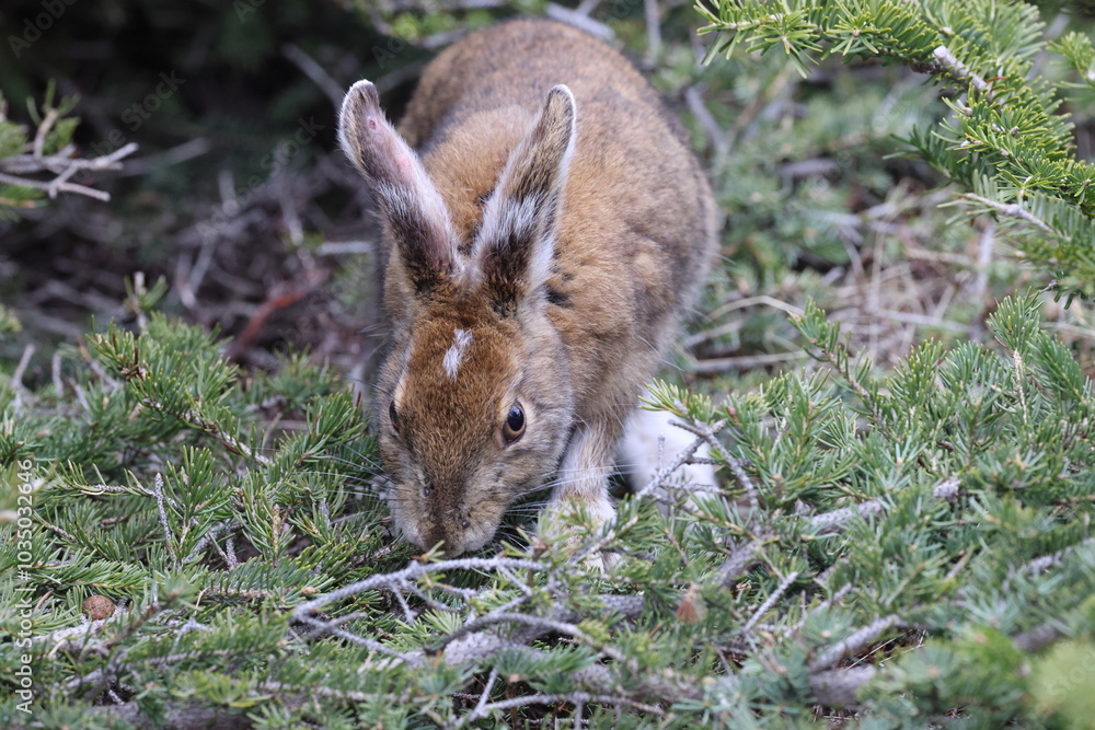 Fototapeta premium snowshoe hare Newfoundland and Labrador NL, Canada