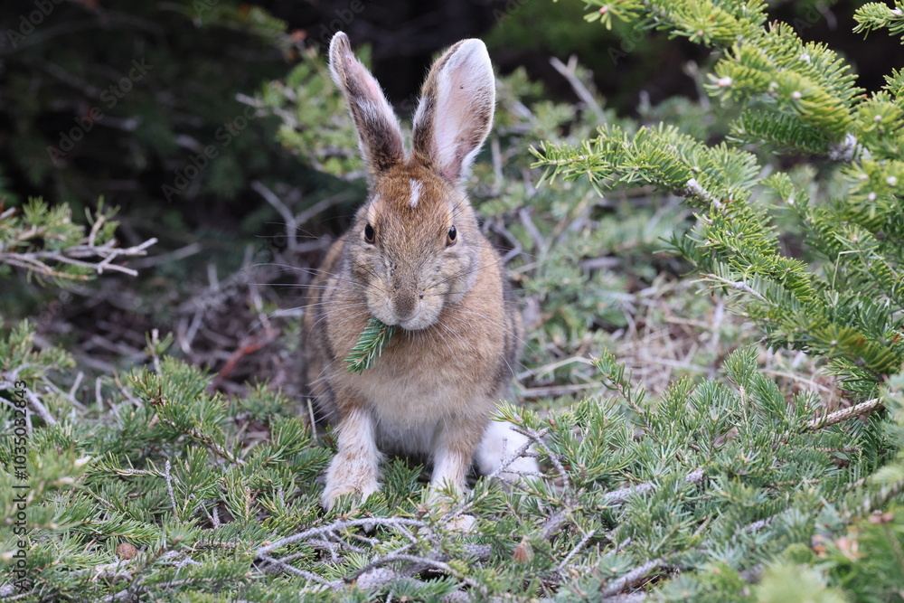Fototapeta premium snowshoe hare Newfoundland and Labrador NL, Canada