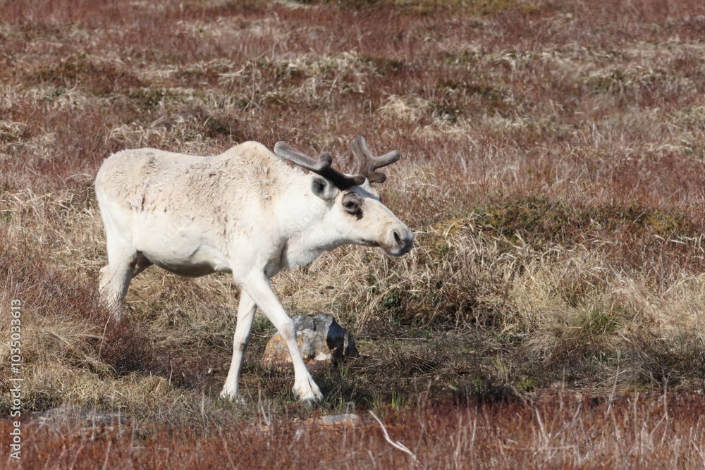 Canadian woodland caribou Newfoundland Canada Canadian woodland caribou Newfoundland Canada