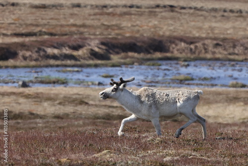 Canadian woodland caribou  Newfoundland Canada photo