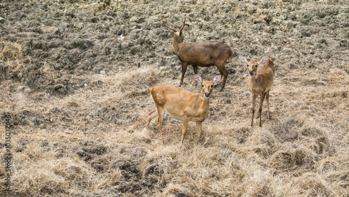 A large herd of Sambar deer (Rusa unicolor) in the wild.