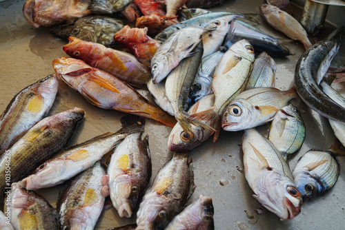 Porto di Favignana banco del pesce fresco appena pescato dai pescherecci arrivati la mattina presto dal mare aperto photo