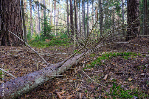 A fallen dry tree in a forest landscape.