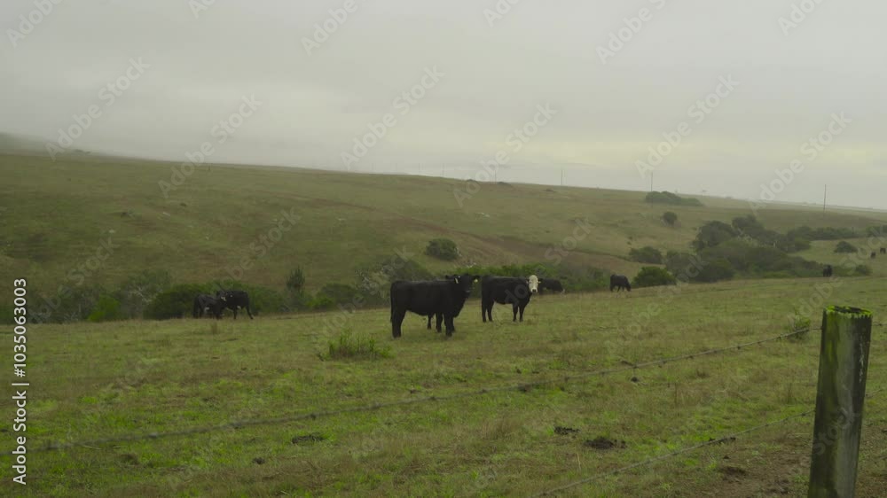 Static shot of cows grazing near a fence in a foggy field. The peaceful landscape of rolling hills and mist creates a serene rural scene. Static shot of cows grazing near a fence in a foggy field. The peaceful landscape of rolling hills and mist creates a serene rural scene.