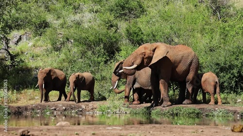 African Elephant herd quench thirst at natural waterhole in wilderness, tele