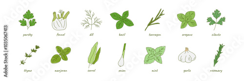Herb Condiment for Culinary. Healthy eating food. Vector illustration on white background