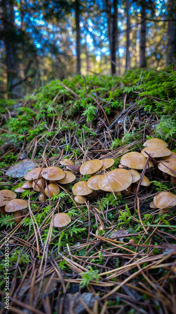 Mushrooms are flourishing and growing beautifully in the lush forest floor of natures bounty Mushrooms are flourishing and growing beautifully in the lush forest floor of natures bounty
