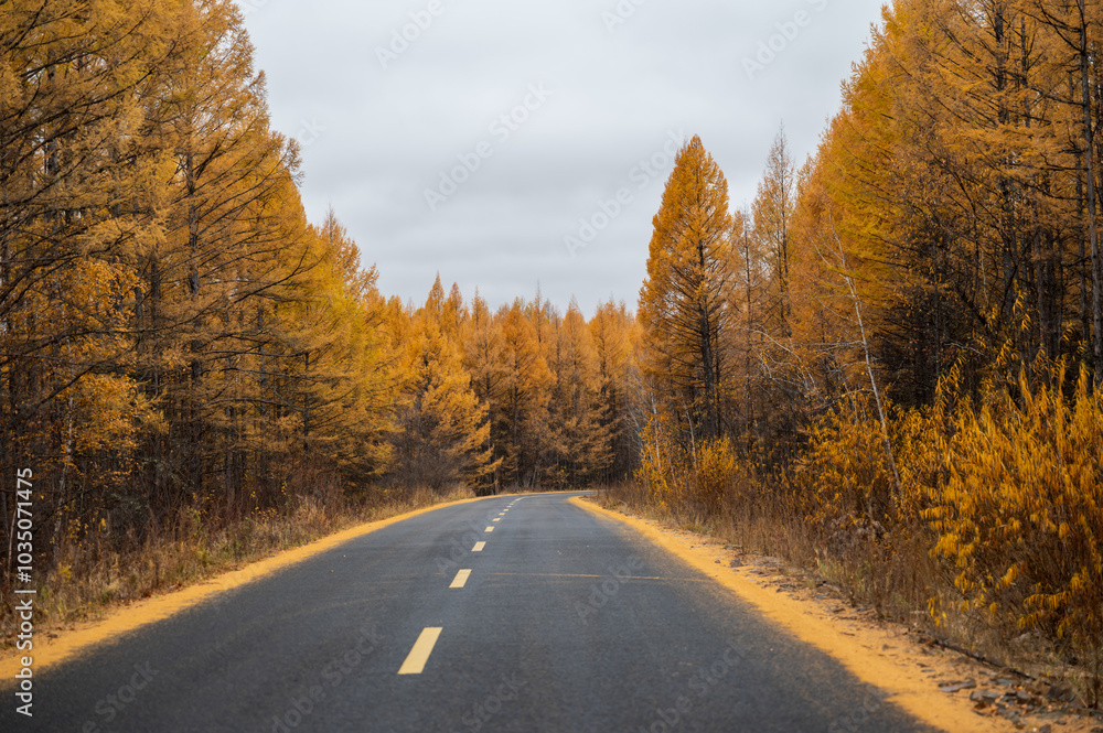 The road in the forest with yellow larch on both sides of the road The road in the forest with yellow larch on both sides of the road