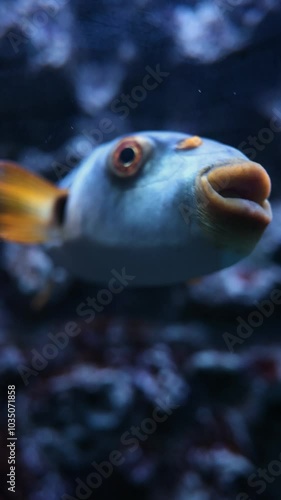 Beautiful fish among coral reefs and rocks. The underwater world in the aquarium