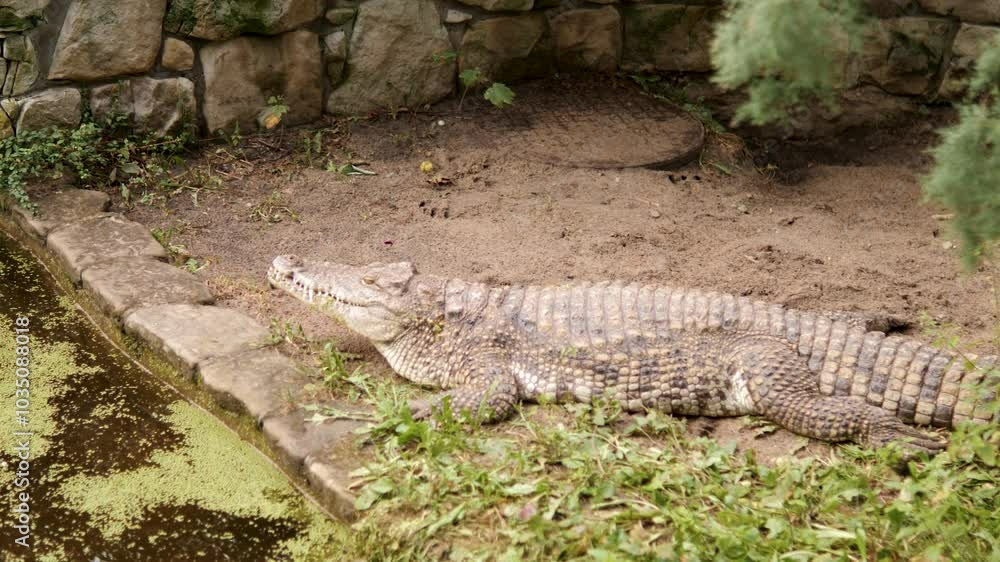 A Crocodile Enjoying a Relaxing Moment by the Waters Edge in Its Natural Habitat A Crocodile Enjoying a Relaxing Moment by the Waters Edge in Its Natural Habitat