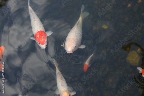 Schilderij op canvas Three fish swimming in a pond. The pond is calm and clear