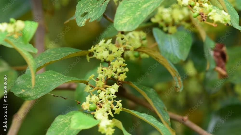 honey collecting by butterfly , waps and insects on flower and plant honey collecting by butterfly , waps and insects on flower and plant