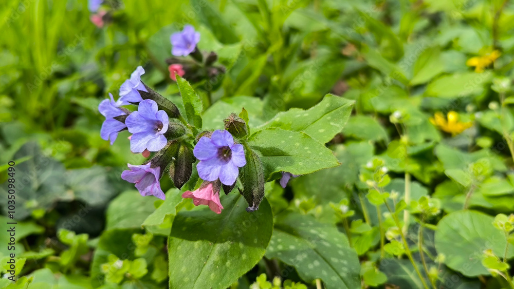 common lungwort, pulmonaria officinalis, plant in bloom common lungwort, pulmonaria officinalis, plant in bloom