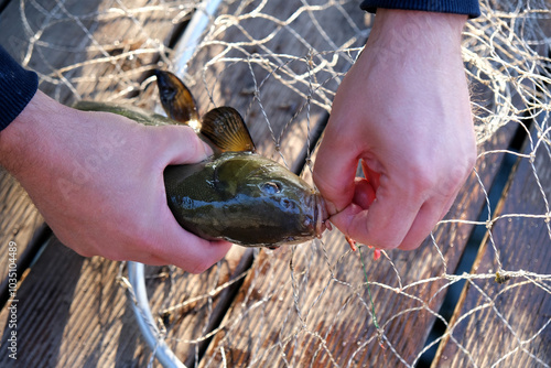 tench fish, the hand pulls the hook out of the fish on the background of the net photo