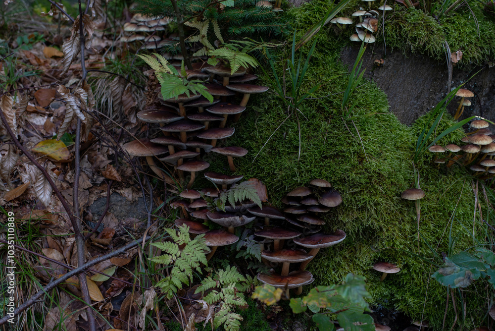 A dense cluster of unknown mushrooms growing on a mossy forest floor. The scene is vibrant and mysterious, showcasing nature's hidden wonders in the deep woods. A dense cluster of unknown mushrooms growing on a mossy forest floor. The scene is vibrant and mysterious, showcasing nature's hidden wonders in the deep woods.