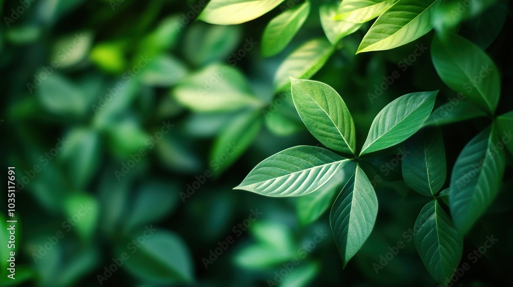 Fototapeta premium Green Leaves in Soft Focus for Nature Background
