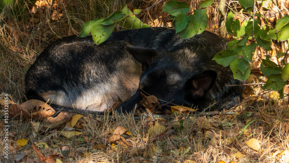 A black dog lies on the ground A black dog lies on the ground
