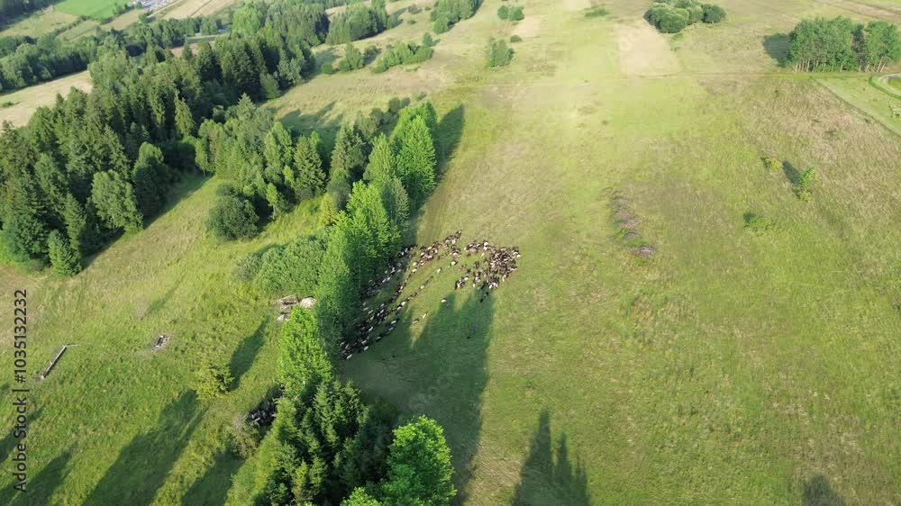 High-angle view of sheep on countryside slope