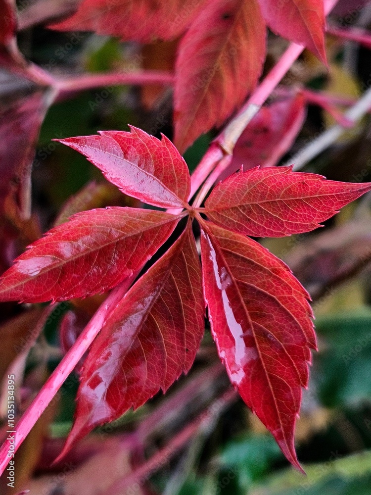 Maiden grape (lat. Parthenocissus) is a genus of plants of the Grape family. Red autumn leaves. beautiful botanical shot, natural wallpaper Maiden grape (lat. Parthenocissus) is a genus of plants of the Grape family. Red autumn leaves. beautiful botanical shot, natural wallpaper