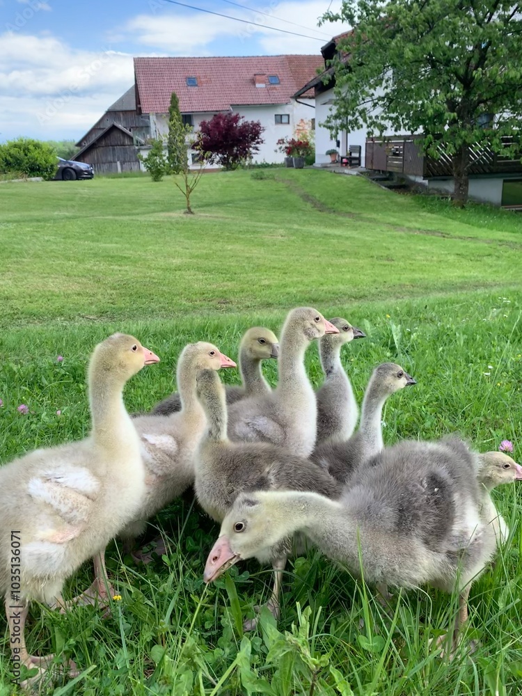 Fototapeta premium country goose and geese
