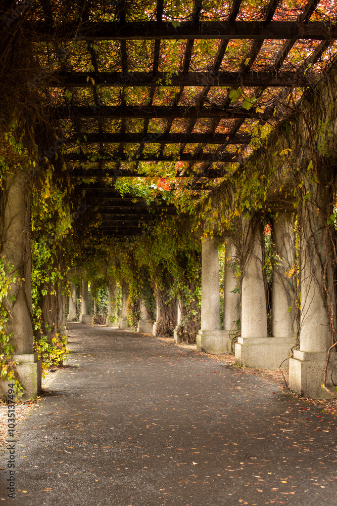 Obraz premium Autumn pergola-veranda with columns entwined with maiden grapes in the Italian style, autumn postcard, autumn in a city public park, autumn walk 