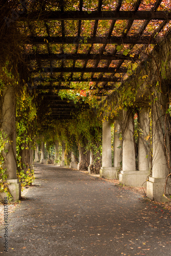 Autumn pergola-veranda with columns entwined with maiden grapes in the Italian style, autumn postcard, autumn in a city public park, autumn walk
