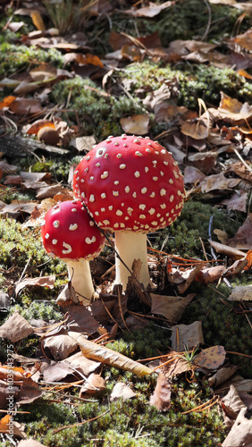 Amanita muscaria or fly agaric mushrooms in the sunlit autumn forest