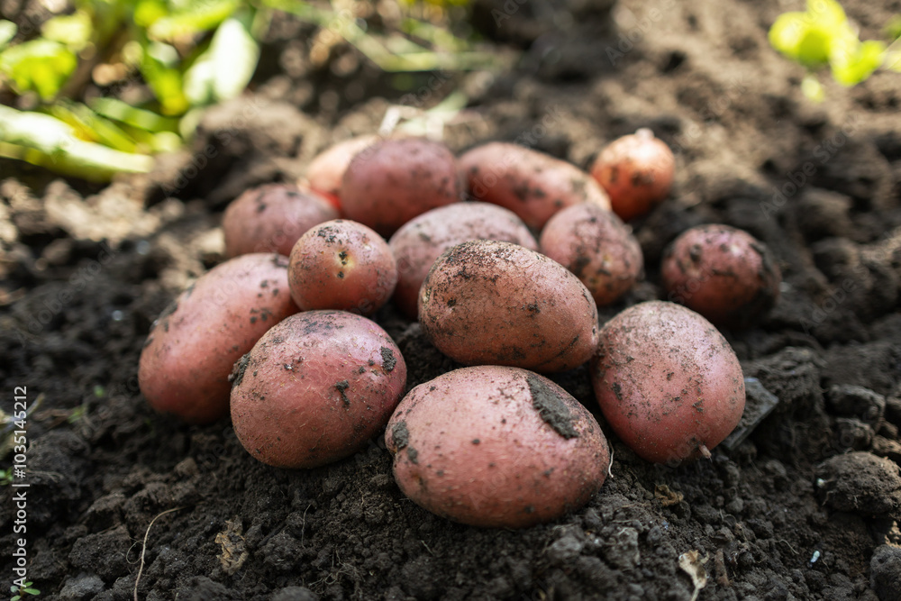 fresh organic potatoes in the field,harvesting potatoes from soil fresh organic potatoes in the field,harvesting potatoes from soil