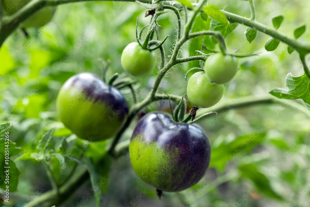 harvesting black tomatoes in garden harvesting black tomatoes in garden