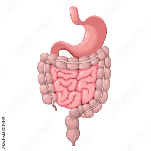The human stomach and intestines. Organs on a white background. Vector illustration.