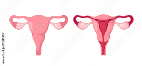 Uterus with ovaries on a white background. Female organs. Vector illustration.