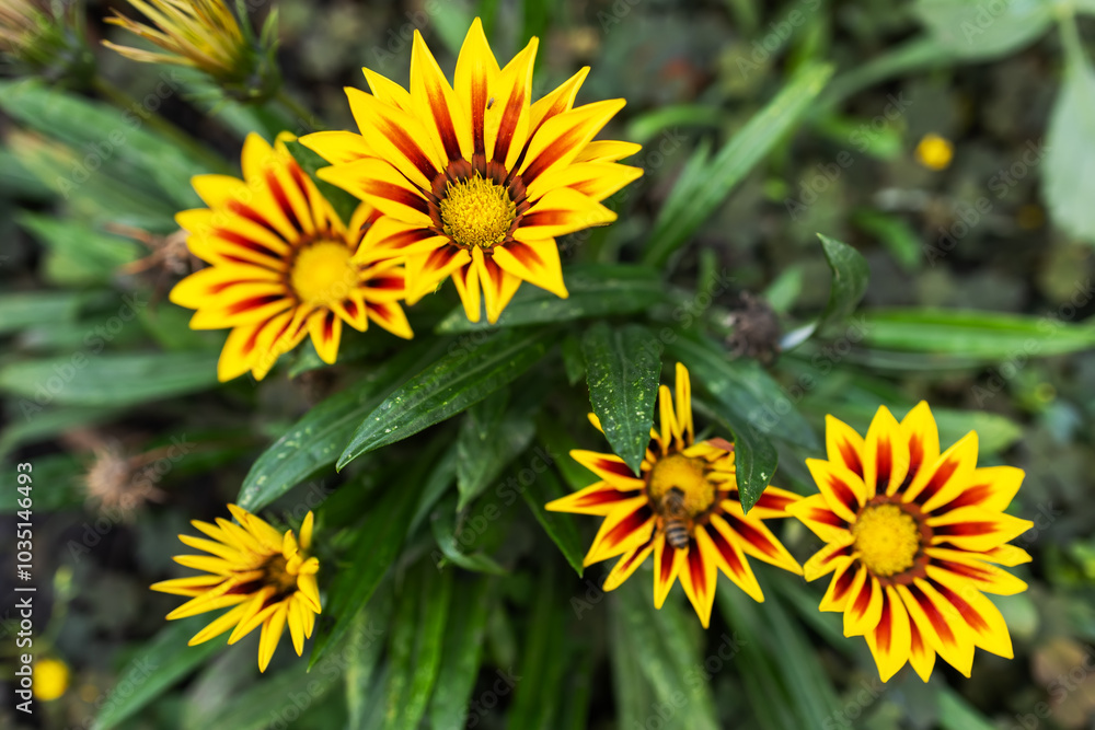 Beautiful Flowers Gazania in Flower Garden Beautiful Flowers Gazania in Flower Garden