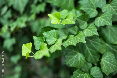 Wallpaper Mural Ivy, Hedera helix or European ivy leaf. Close up photo Torontodigital.ca