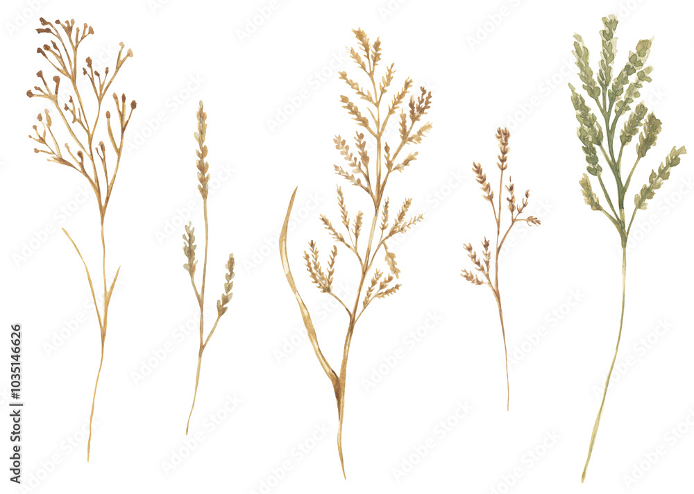Obraz premium Watercolor hand drawn meadow flora illustration set, field grass clipart