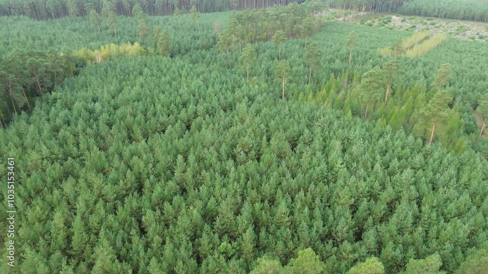 Dense green pine forest in rural landscape Dense green pine forest in rural landscape