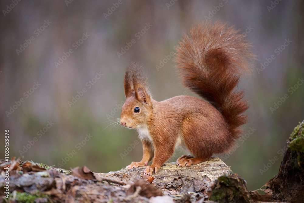 The European red squirrel (Sciurus vulgaris) is a rodent of the Sciuridae family widespread in Europe, but also in Asia. The European red squirrel (Sciurus vulgaris) is a rodent of the Sciuridae family widespread in Europe, but also in Asia.