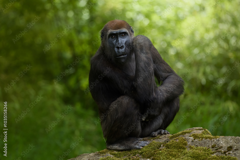 Portrait female gorrila is sitting on the rock Portrait female gorrila is sitting on the rock