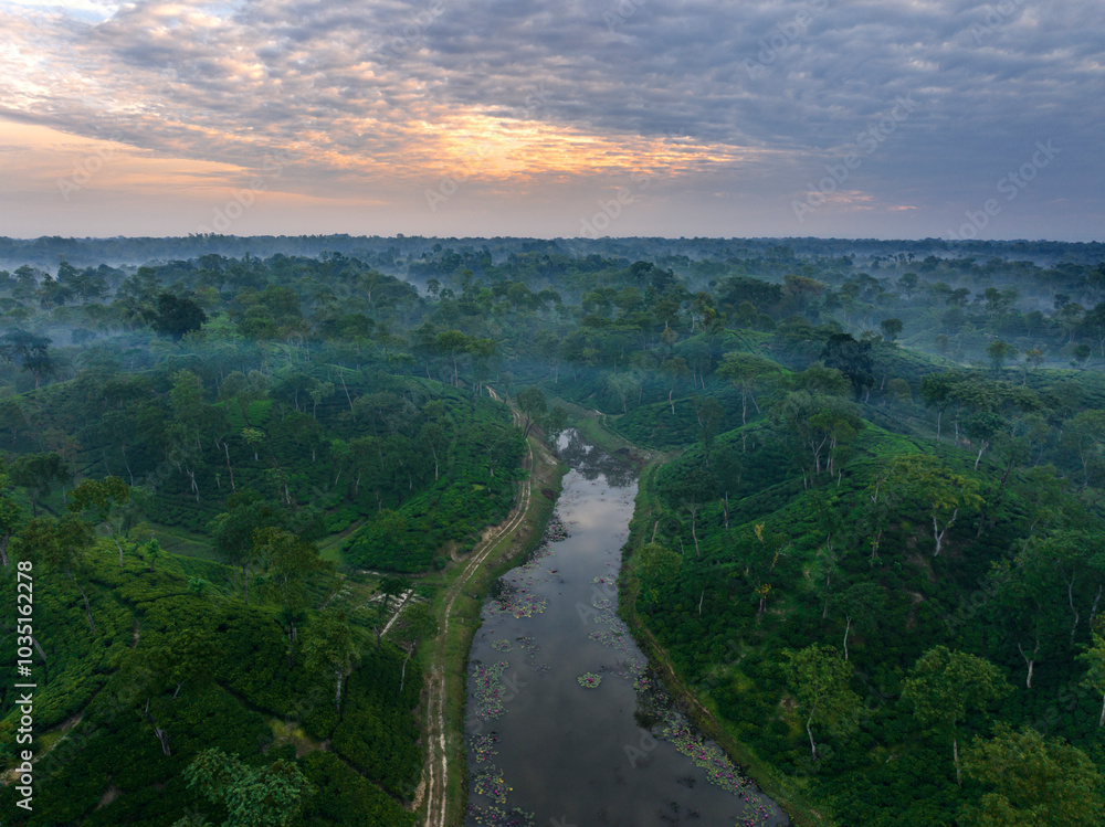Aerial view of lush tea gardens and serene river surrounded by vibrant forest, Sreemangal, Bangladesh. Aerial view of lush tea gardens and serene river surrounded by vibrant forest, Sreemangal, Bangladesh.
