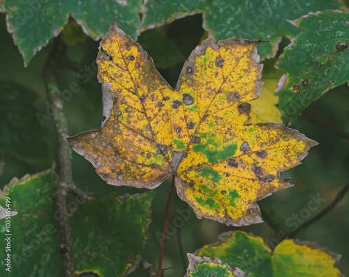 Beautifful close-up of an acer pseudoplatanus leaf photo