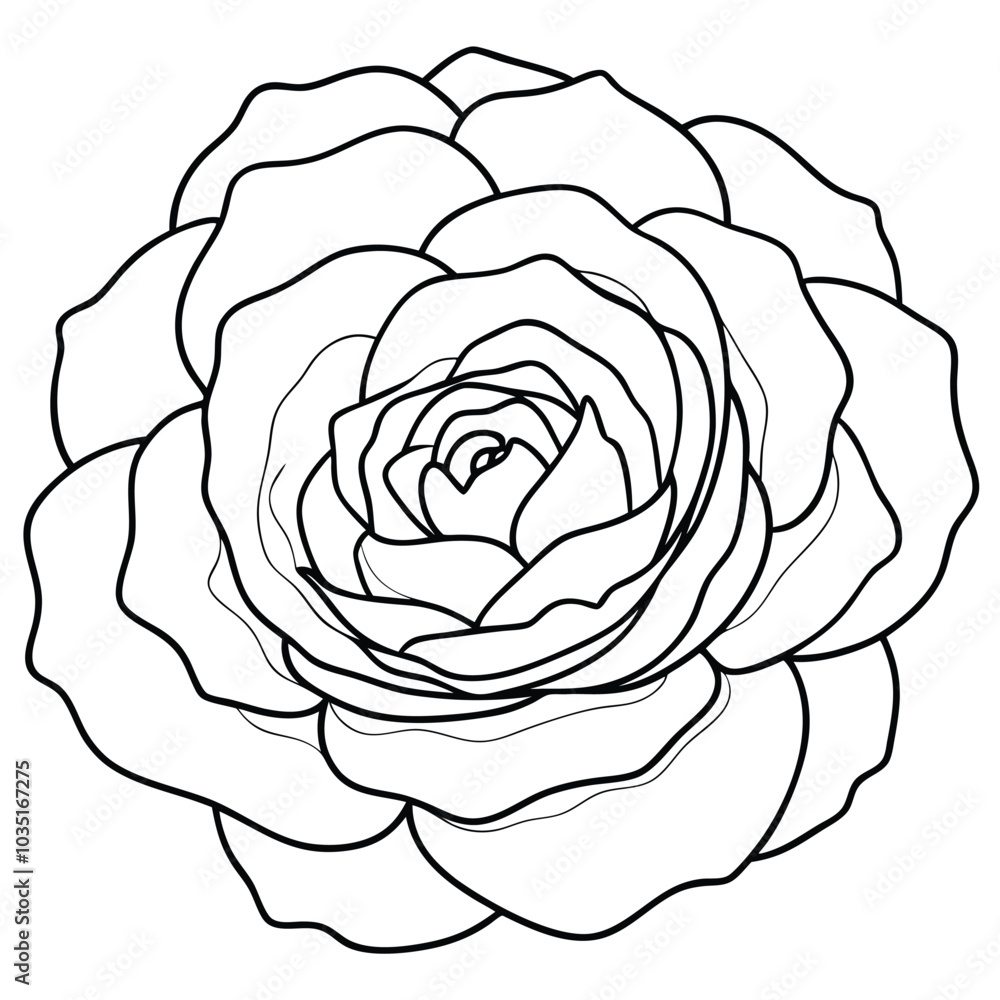 hand-drawn-zinnia-flower-vector line art hand-drawn-zinnia-flower-vector line art