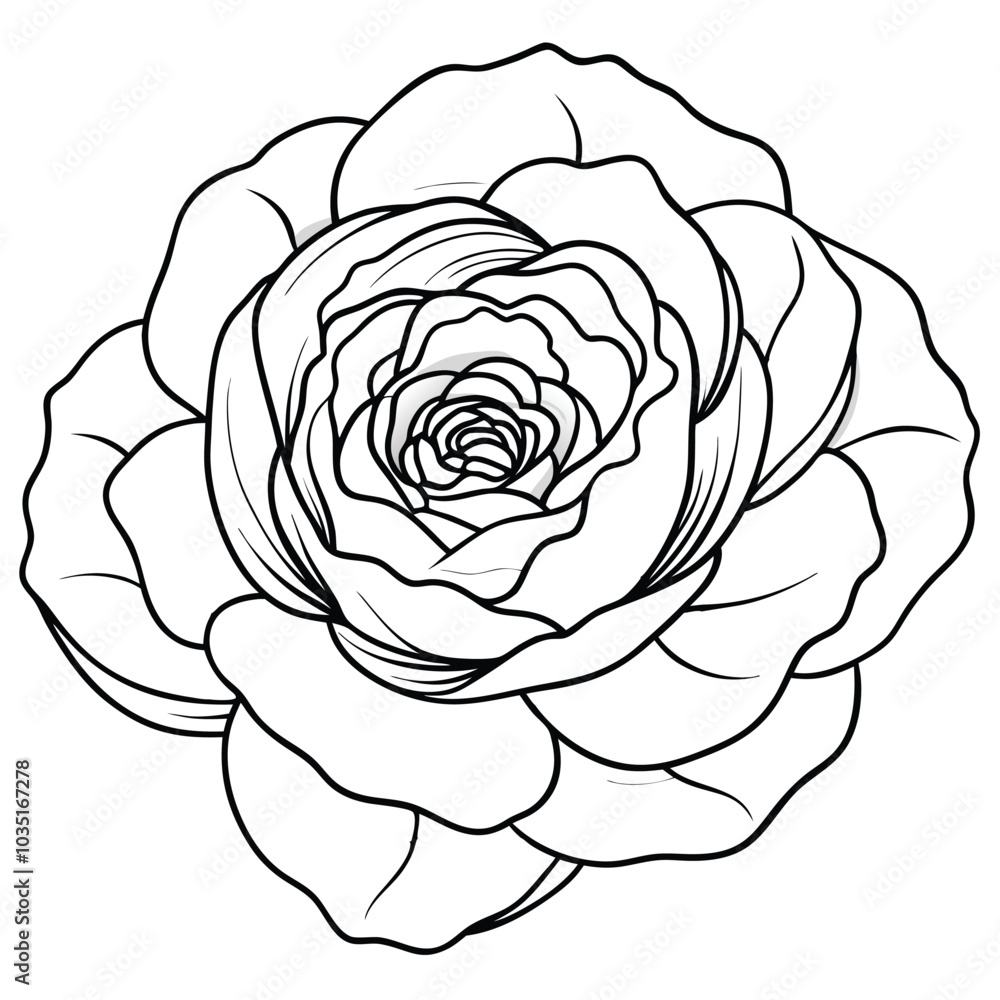 hand-drawn-zinnia-flower-vector line art hand-drawn-zinnia-flower-vector line art