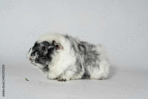 Meerschweinchen rosette tier Nager photo